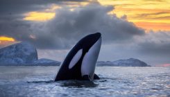 [:es]El persistente asesino de las orcas se llama PCB[:]