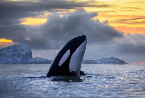 [:es]El persistente asesino de las orcas se llama PCB[:]