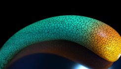 [:es]‘Traffic Jams’ of Cells Help to Sculpt Embryos[:]