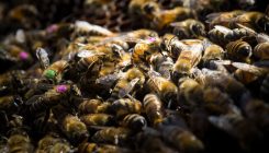 [:es]Common weed killer—believed harmless to animals—may be harming bees worldwide[:]