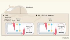 [:es]Reducing neuronal inhibition restores locomotion in paralysed mice[:]