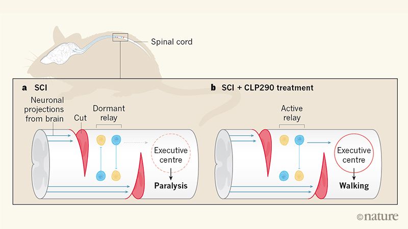 [:es]Reducing neuronal inhibition restores locomotion in paralysed mice[:]