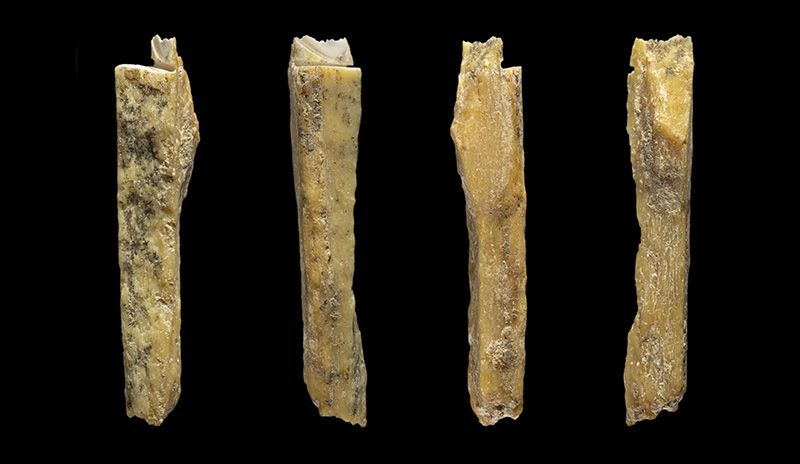 [:es]Denisovan hybrid cave yields four more hominin bones[:]