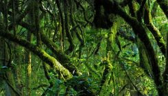 [:es]Human evolution: secrets of early ancestors could be unlocked by African rainforests[:]