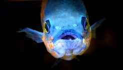 [:es]Fish Have Feelings, Too[:]