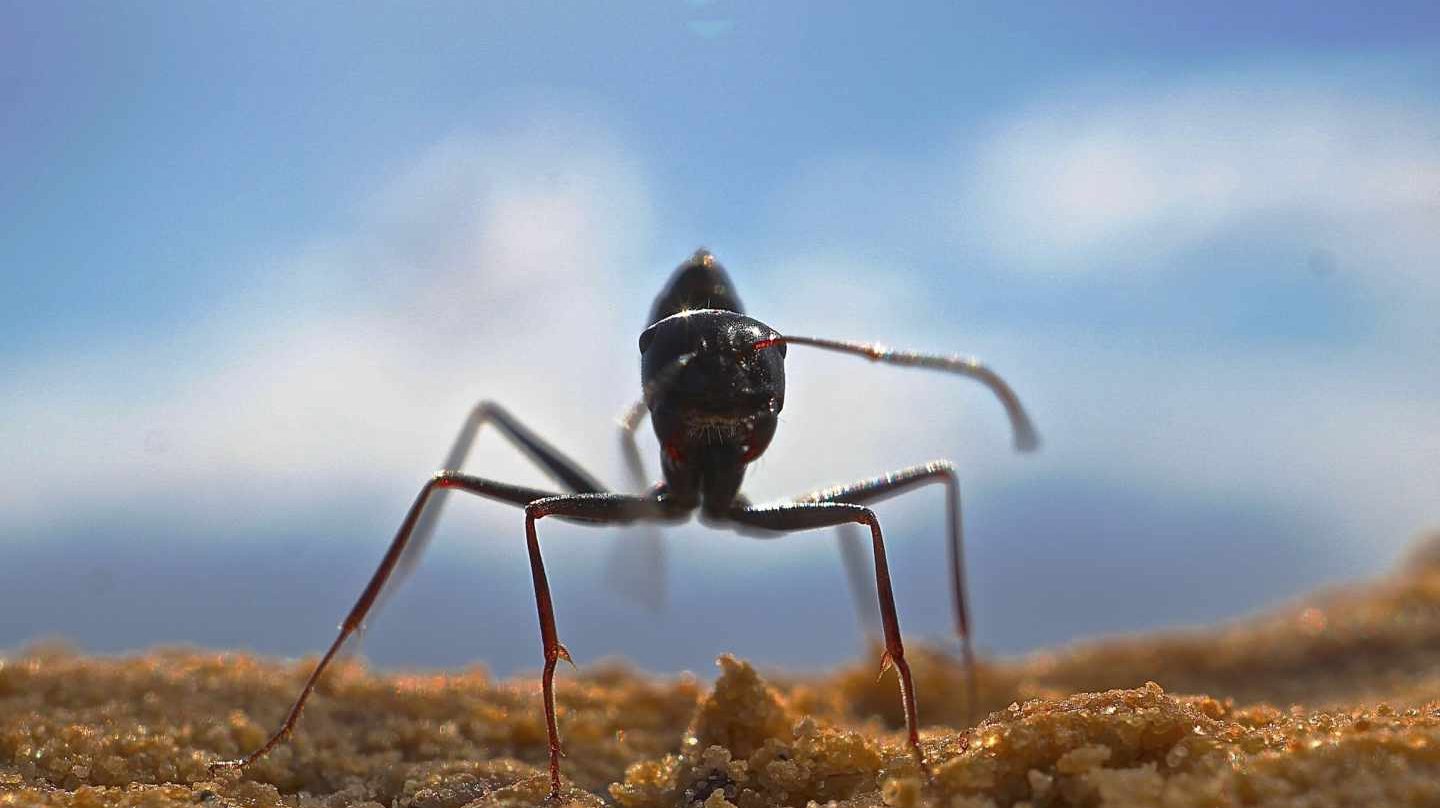 [:es]El asombroso olfato de la hormiga del desierto[:]