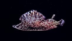[:es]What 13,000 Patents Involving the DNA of Sea Life Tell Us About the Future[:]