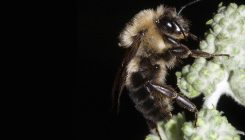 [:es]Las abejas dejaron de zumbar en el último eclipse solar total[:]
