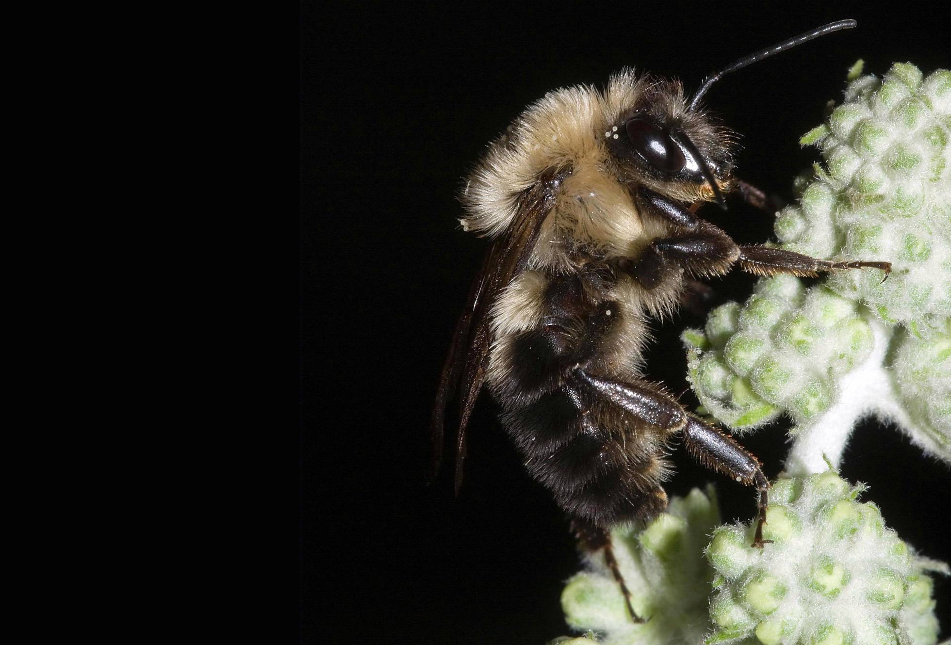 [:es]Las abejas dejaron de zumbar en el último eclipse solar total[:]