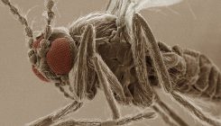 [:es]Disease-carrying flies seek out cannabis[:]