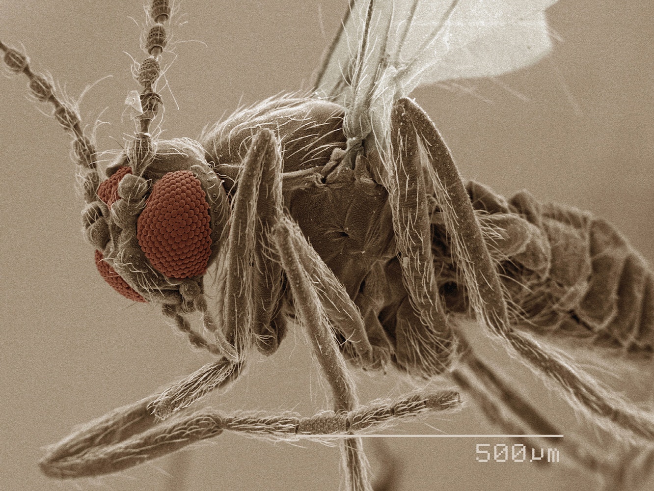 [:es]Disease-carrying flies seek out cannabis[:]