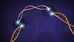 [:es]Jaio aurretik CRISPR erabilita, gaixotasun genetiko bat garatzea eragotzi dute saguetan[:]
