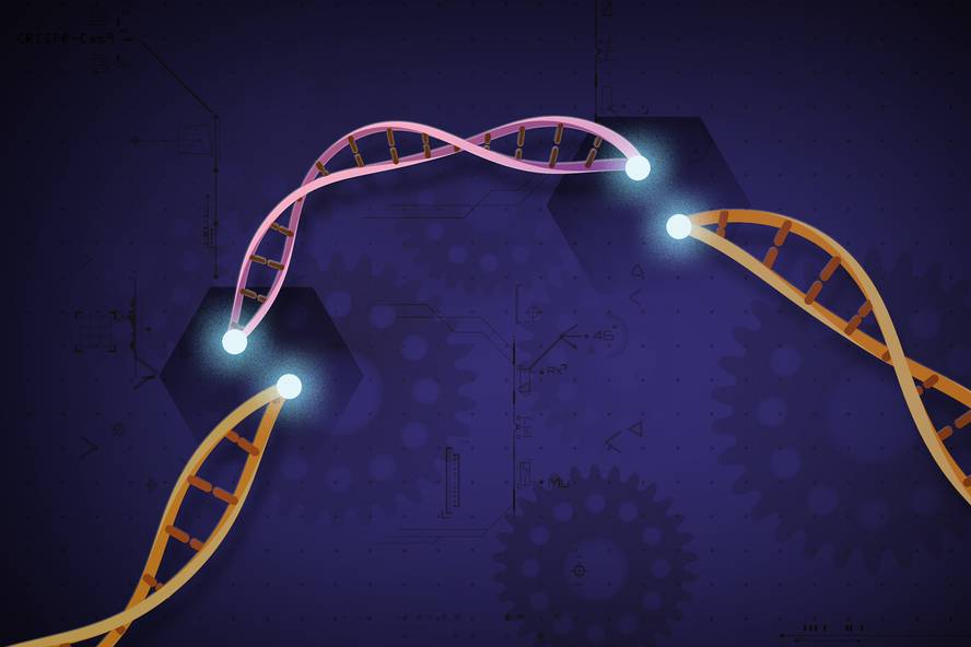 [:es]Jaio aurretik CRISPR erabilita, gaixotasun genetiko bat garatzea eragotzi dute saguetan[:]