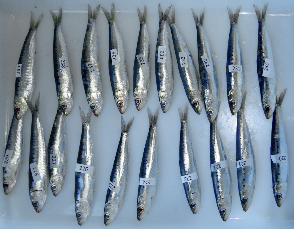 [:es]Hasta luego y gracias por las sardinas[:]