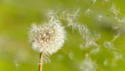 [:es]Dandelion seeds fly using ‘impossible’ method never before seen in nature[:]