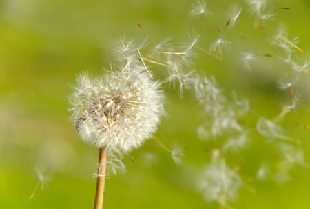 [:es]Dandelion seeds fly using ‘impossible’ method never before seen in nature[:]