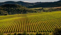 [:es]Las uvas del Antropoceno[:]