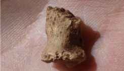 [:es]Una falange fósil confirma la existencia de neandertales en Atapuerca[:]