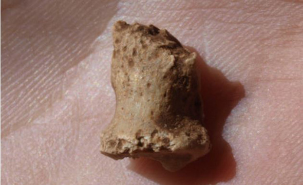 [:es]Una falange fósil confirma la existencia de neandertales en Atapuerca[:]