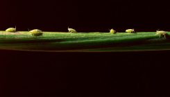 [:es]Crop-protecting insects could be turned into bioweapons, critics warn[:]