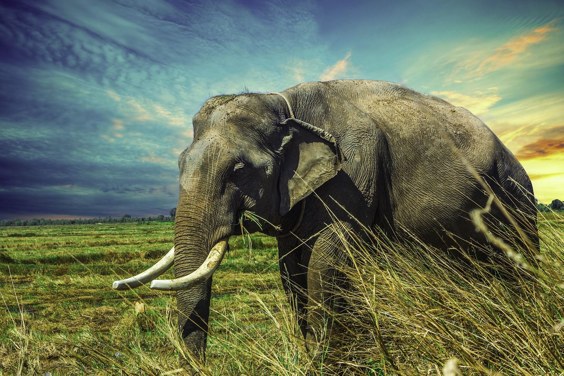 [:es]Un gen “zombie” en elefantes podría ser clave para la prevención de la carcinogénesis en humanos[:]