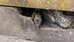 [:es]¿No tienen derechos las ratas de alcantarilla? Las paradojas del animalismo divino[:]