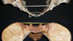 [:es] Birth canals are different all over the world, countering a long-held evolutionary theory[:]
