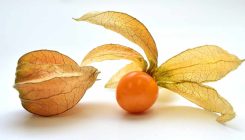 [:es]CRISPR: Corta-pega genético para domesticar al tomatillo asturiano [:]