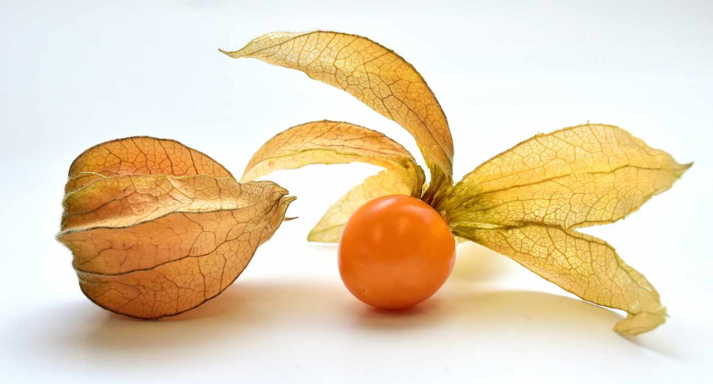 [:es]CRISPR: Corta-pega genético para domesticar al tomatillo asturiano [:]