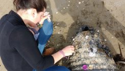 [:es]Así influyen los plásticos en el mar en el transporte de especies invasoras[:]