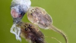 [:es]Cannibalistic tadpoles and matricidal worms point to a powerful new helper for evolution[:]