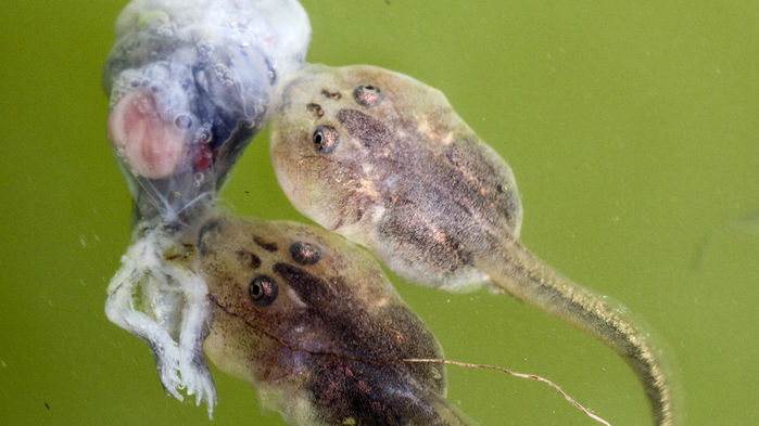 [:es]Cannibalistic tadpoles and matricidal worms point to a powerful new helper for evolution[:]