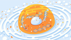 [:es]In the Nucleus, Genes’ Activity Might Depend on Their Location[:]