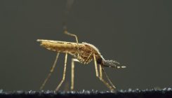 [:es]Ban on ‘gene drives’ is back on the UN’s agenda — worrying scientists[:]