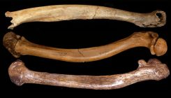 [:es]Frequent inbreeding may have caused skeletal abnormalities in early humans[:]
