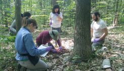 [:es]Hallan virus gigantes en un bosque de Massachusetts [:]