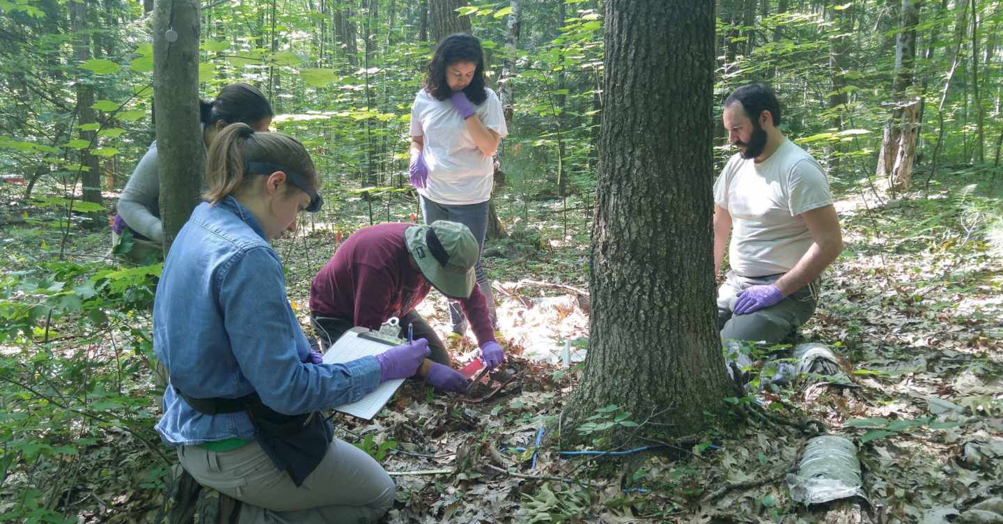 [:es]Hallan virus gigantes en un bosque de Massachusetts [:]