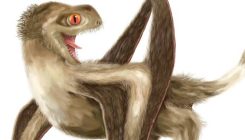 [:es]Un controvertido estudio asegura que los pterosaurios tenían plumas[:]