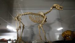 [:es]El perro de cinco patas y la historia de la veterinaria[:]