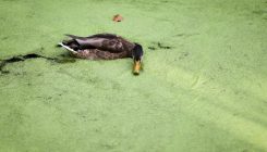 [:es]One of Nature’s Smallest Flowering Plants Can Survive Inside of a Duck[:]