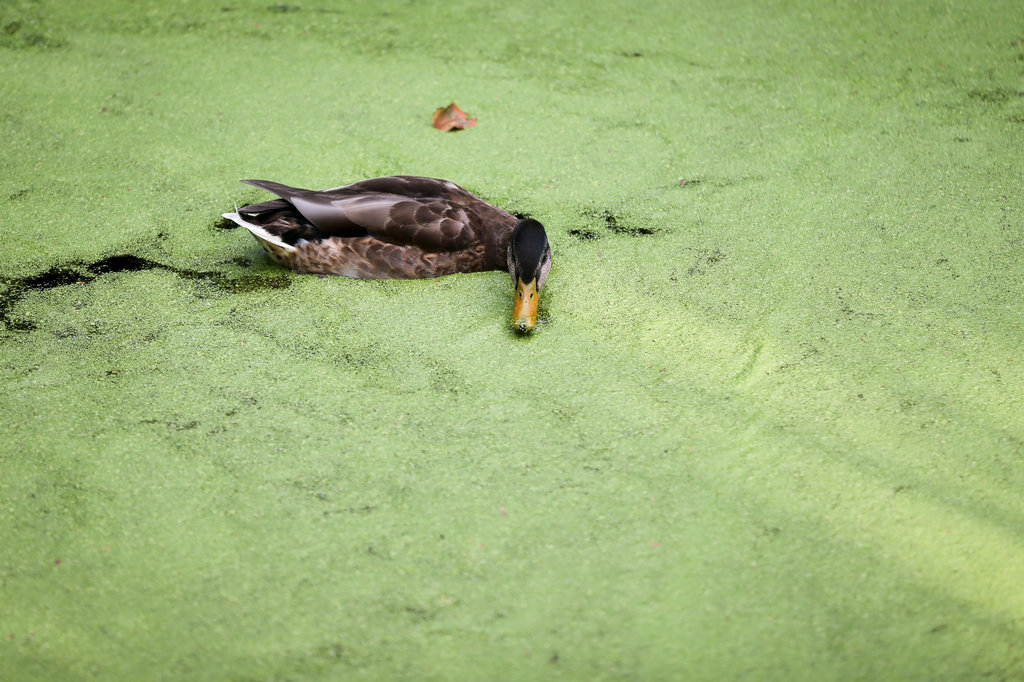 [:es]One of Nature’s Smallest Flowering Plants Can Survive Inside of a Duck[:]