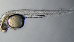 [:es]Fluoxetina antidepresiboaren eragina, hurrengo belaunaldietan ere bai[:]