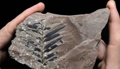 [:es]Middle East fossils push back origin of key plant groups millions of years[:]