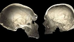 [:es]Los genes neandertales influyen en la forma de nuestros cráneos[:]