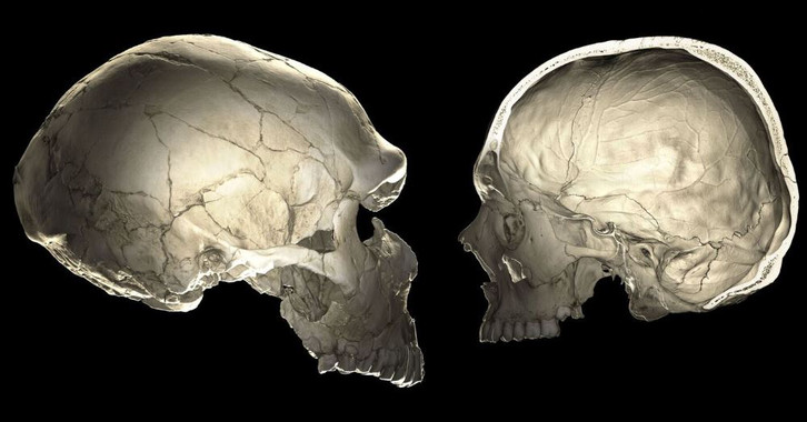 [:es]Los genes neandertales influyen en la forma de nuestros cráneos[:]
