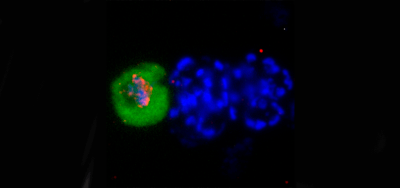 [:es]Nuevo aspecto del ciclo de vida del parásito de la malaria: la conversión sexual exprés[:]