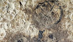 [:es]Fossils tell a colourful tale[:]