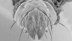 [:es]Assassin fly babies have ‘Swiss army knife’ mouths[:]