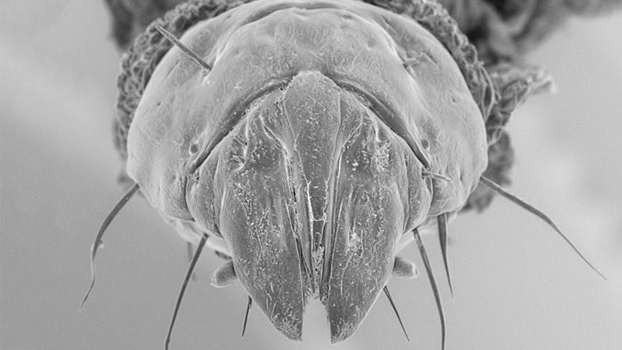 [:es]Assassin fly babies have ‘Swiss army knife’ mouths[:]