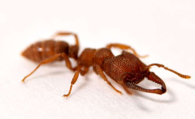 [:es]La mordedura de la hormiga Drácula: el movimiento más rápido del mundo animal[:]